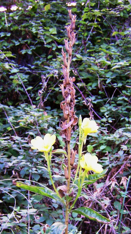 Senza foglie basali - Oenothera sp.